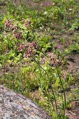 Pelargonium schlechteri