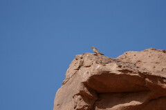 Bucanetes githagineus