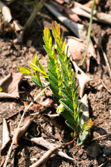Phyllanthus parvulus