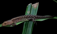 Gelanesaurus flavogularis