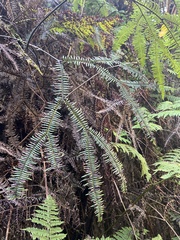 Sticherus owhyhensis