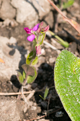 Polygala amatymbica