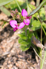 Polygala amatymbica