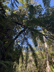 Sticherus owhyhensis