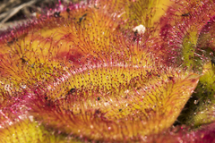 Drosera collina