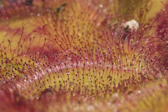Drosera collina