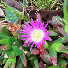 Carpobrotus rossii