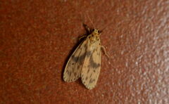 Miltochrista arcuata
