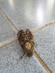 Acherontia