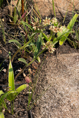 Raphionacme galpinii