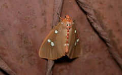 Tinolius eburneigutta