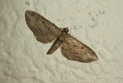 Eupithecia pusillata