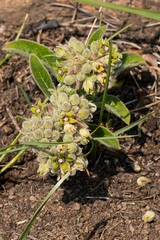 Raphionacme galpinii