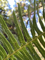 Sticherus owhyhensis