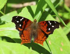 Hypanartia cinderella