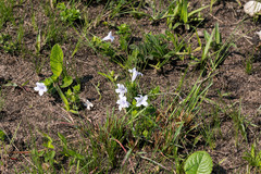 Ruellia cordata