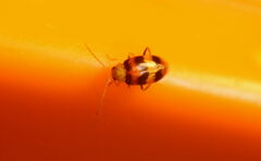 Monolepta orientalis