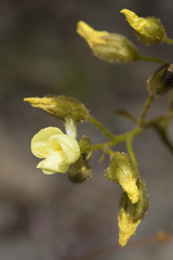 Drosera subhirtella