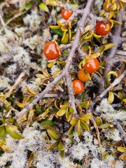 Coprosma cheesemanii