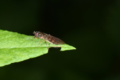 Melanostoma mellinum