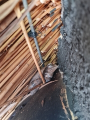 Chiromantis xerampelina