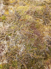 Coprosma cheesemanii