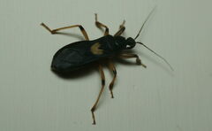 Ectomocoris