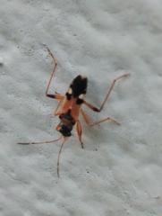 Beosus quadripunctatus