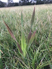 Watsonia meriana