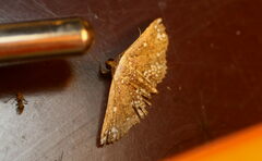 Cerynea punctilinealis