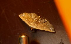 Cerynea punctilinealis