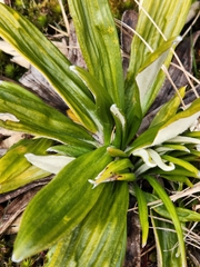 Celmisia spectabilis spectabilis