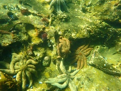 Coscinasterias muricata