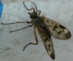 Rhagio scolopaceus