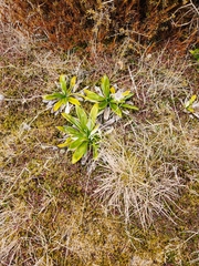 Celmisia spectabilis spectabilis