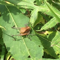 Psorodonotus