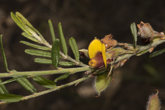 Bossiaea eriocarpa