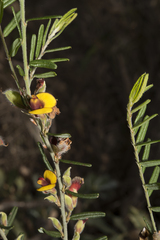 Bossiaea eriocarpa