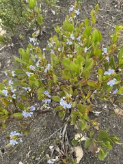 Scaevola crassifolia