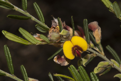 Bossiaea eriocarpa