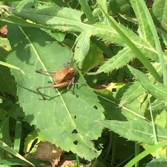 Psorodonotus