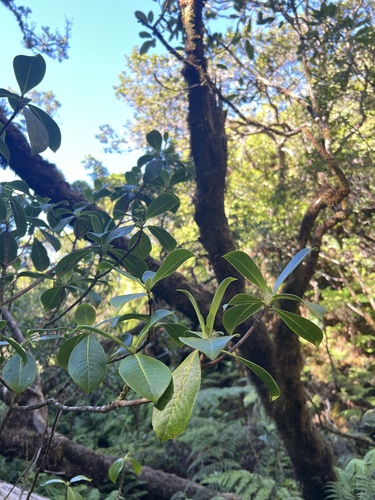 Psychotria hexandra, 2022-09-27