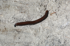 Pachyiulus hungaricus