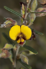 Bossiaea eriocarpa