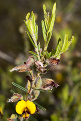 Bossiaea eriocarpa