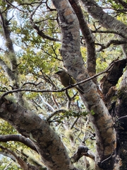 Anthornis melanura melanura