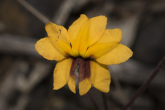 Goodenia trinervis