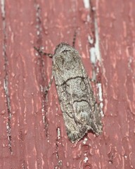 Sympistis sectiloides