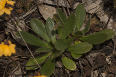 Goodenia trinervis