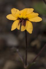 Goodenia trinervis